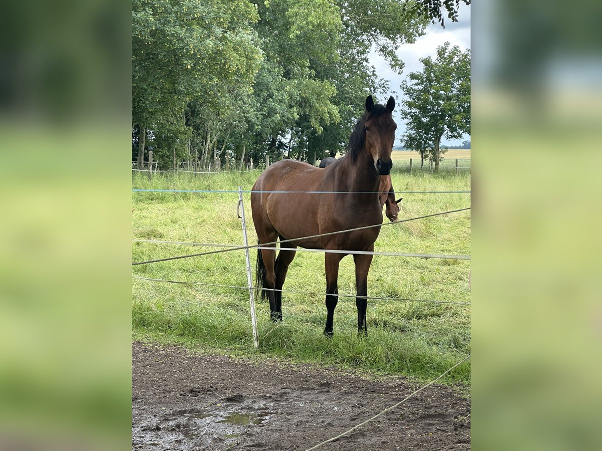 Deutsches Reitpony Mix Wallach 4 Jahre 162 cm Brauner in Güstrow