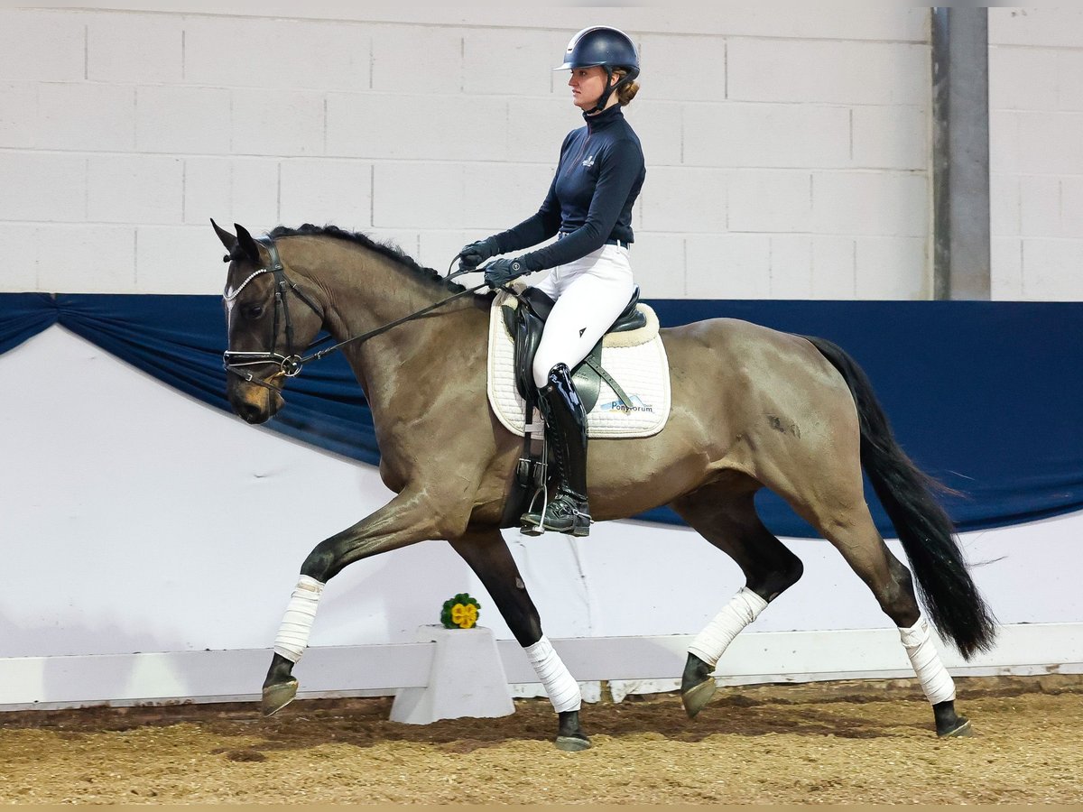 Deutsches Reitpony Wallach 4 Jahre Dunkelbrauner in Marsberg