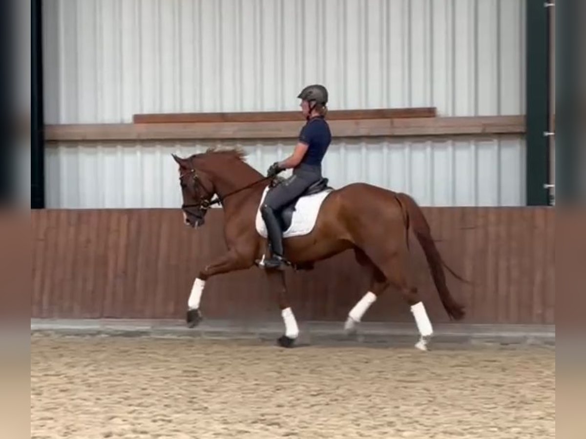 Deutsches Reitpony Wallach 4 Jahre Fuchs in Bad Zwischenahn
