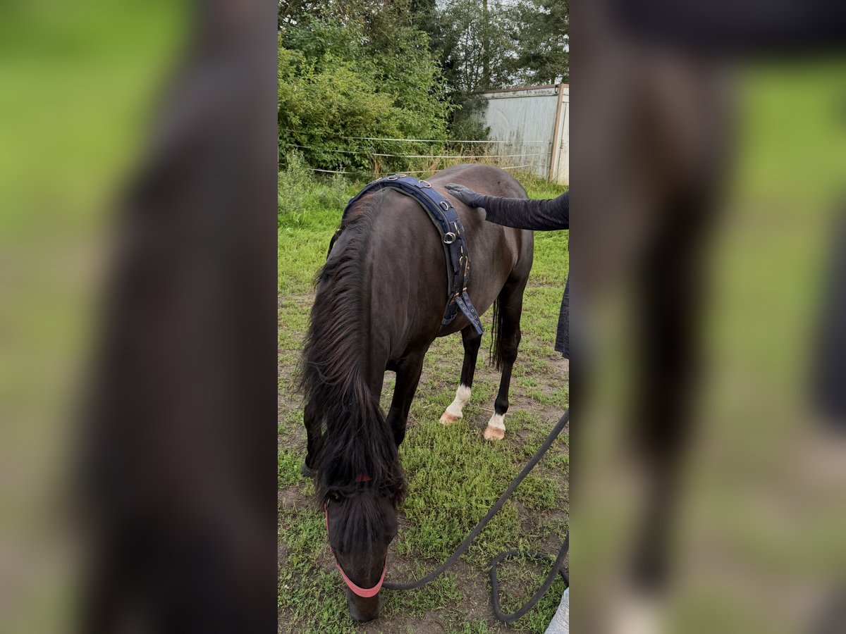Deutsches Reitpony Wallach 4 Jahre Schwarzbrauner in Dargelin