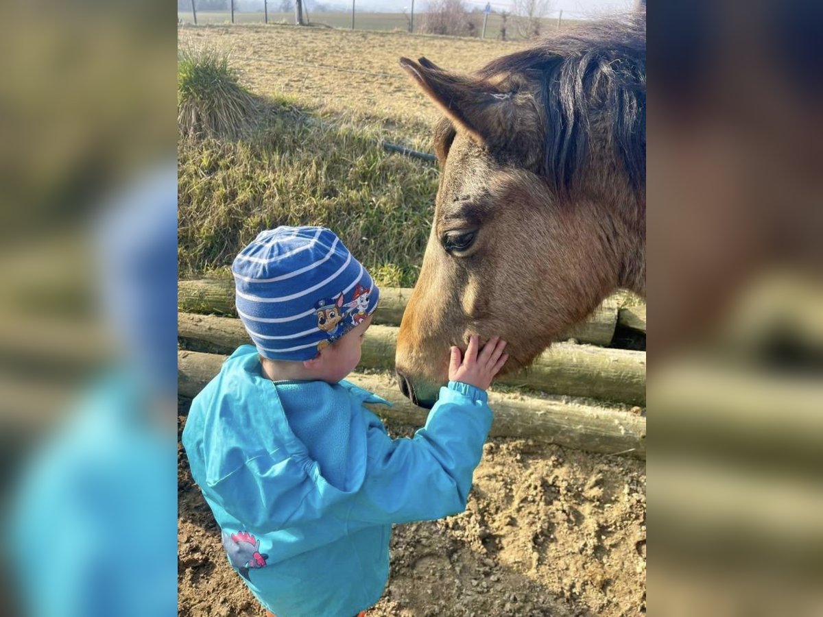 Deutsches Reitpony Wallach 5 Jahre 130 cm in Emmersdorf
