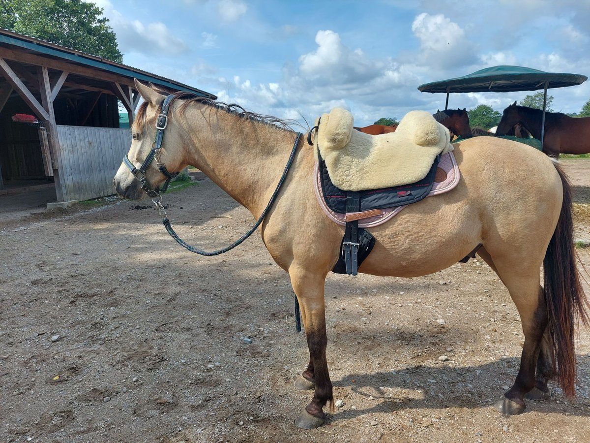 Deutsches Reitpony Wallach 5 Jahre 136 cm Buckskin in Möhnsen