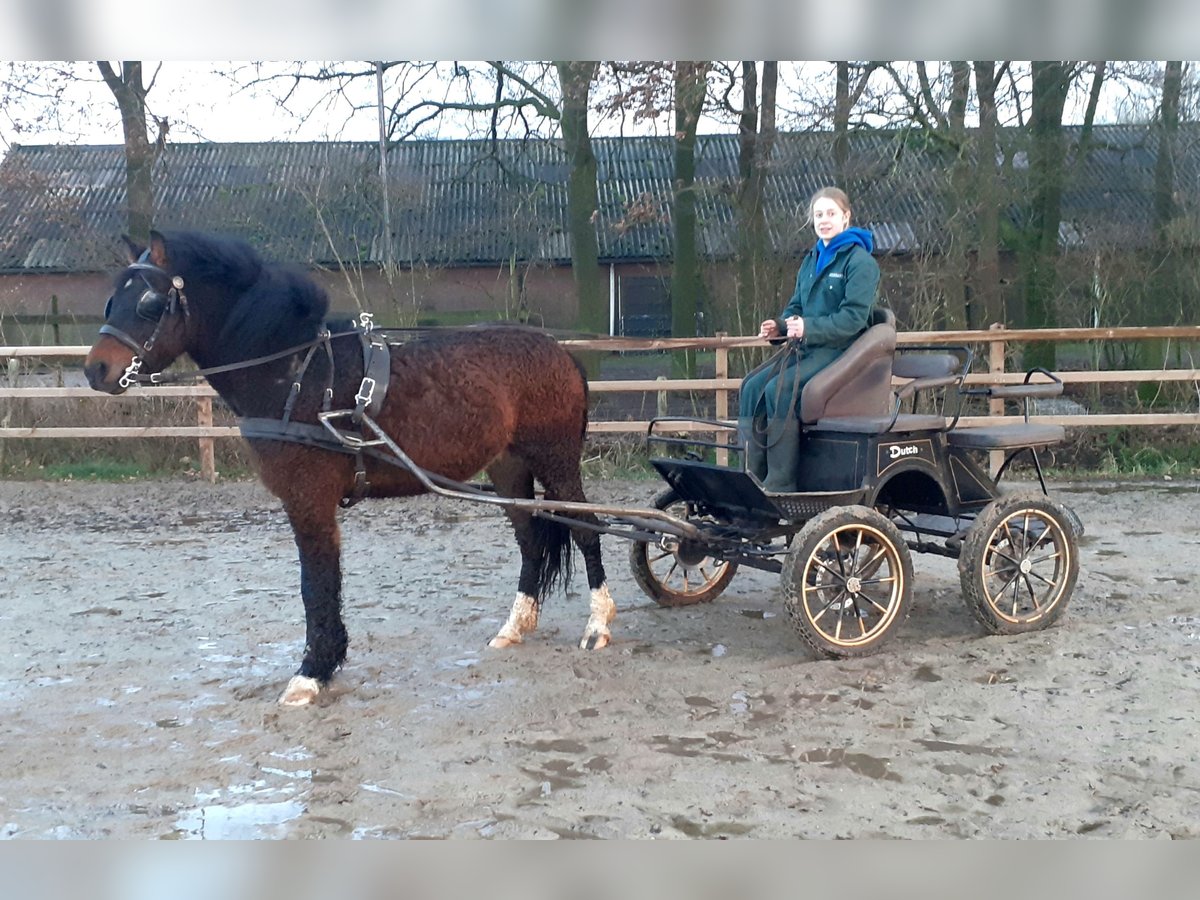 Deutsches Reitpony Mix Wallach 5 Jahre 138 cm Brauner in ruinen