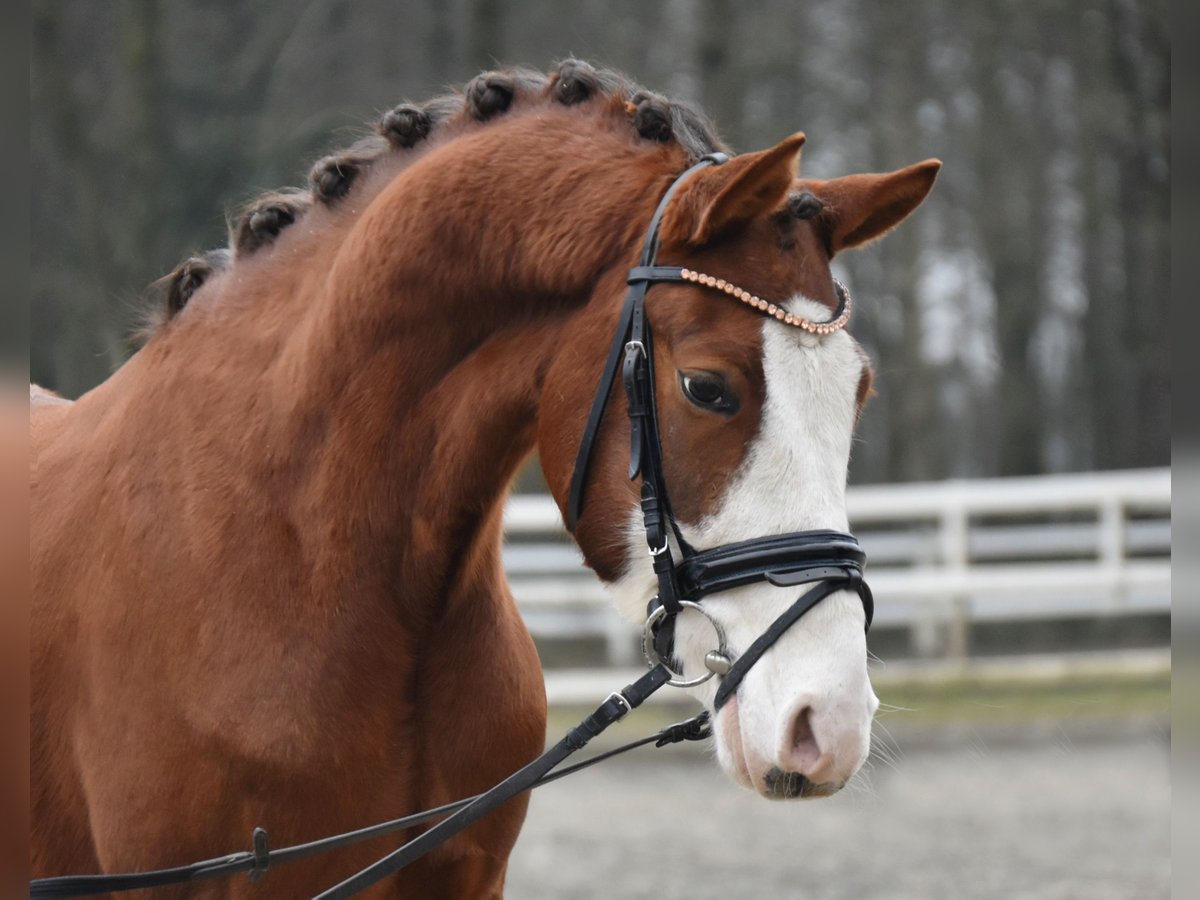 Deutsches Reitpony Wallach 5 Jahre 138 cm Dunkelfuchs in Fürstenau