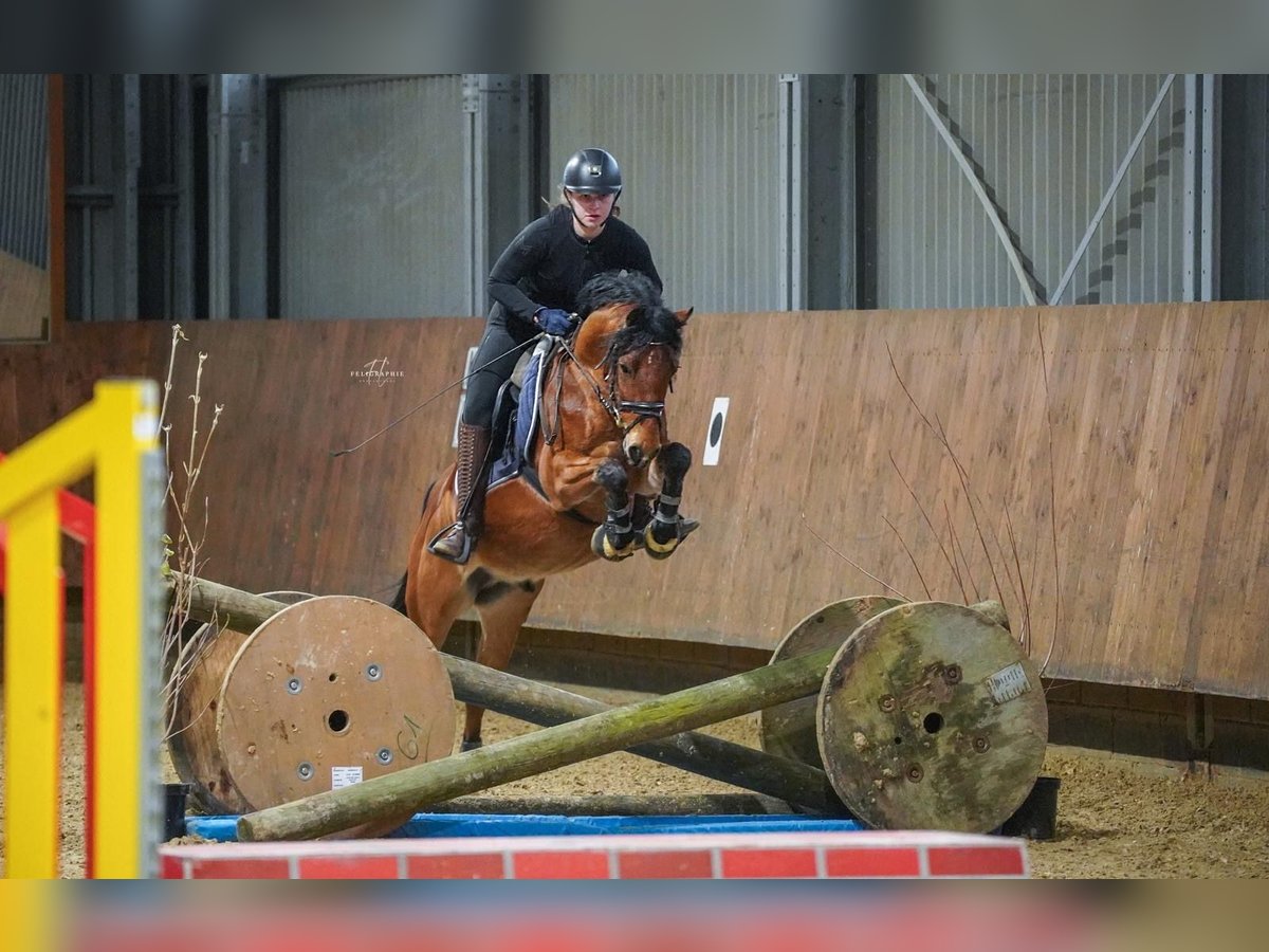 Deutsches Reitpony Wallach 5 Jahre 140 cm in Bruchköbel
