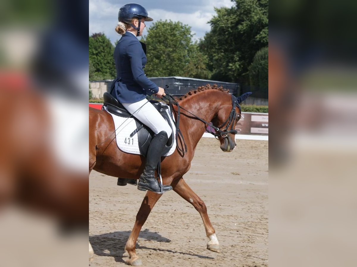 Deutsches Reitpony Wallach 5 Jahre 141 cm Fuchs in Heinsberg