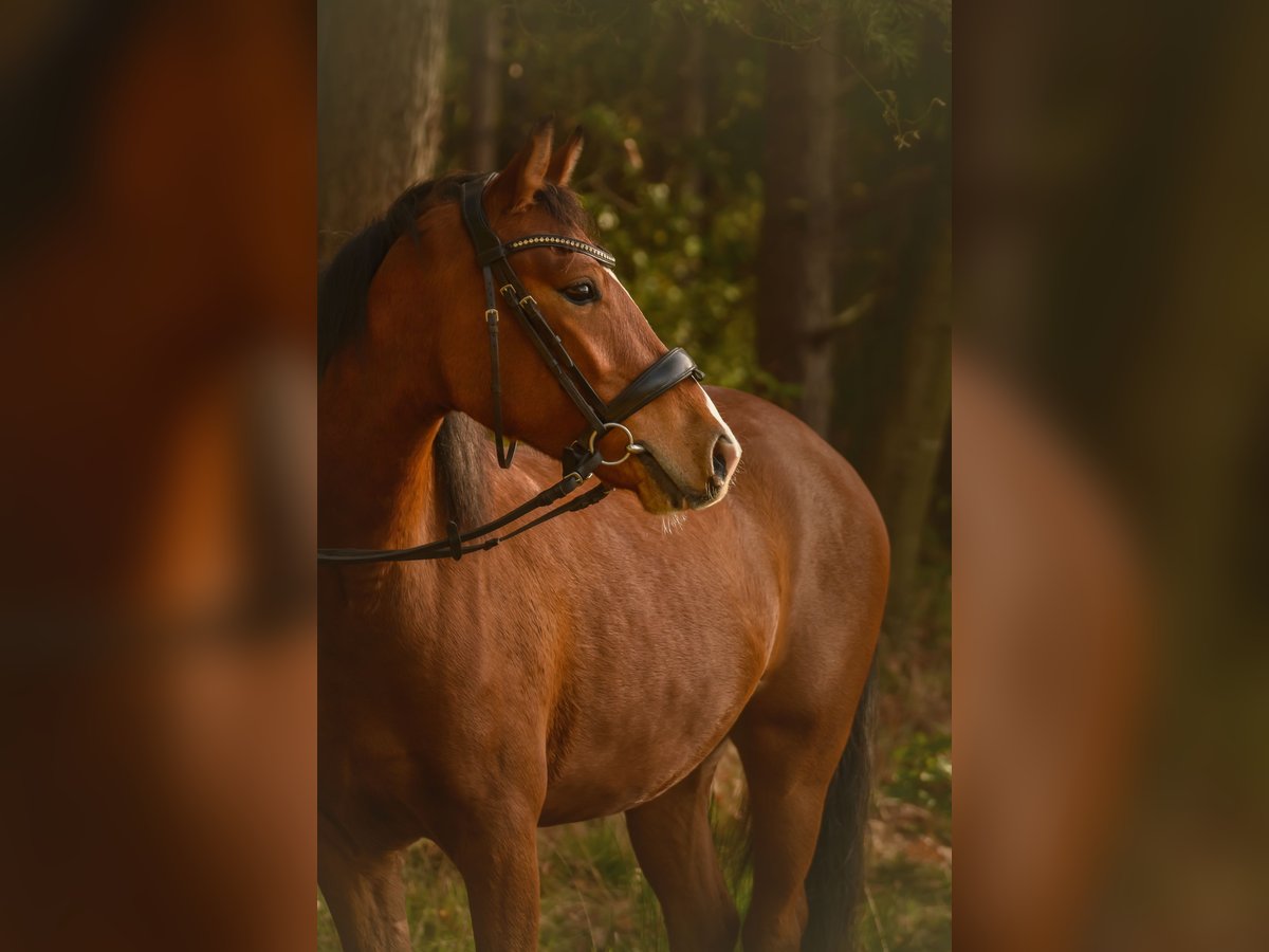 Deutsches Reitpony Wallach 5 Jahre 141 cm Hellbrauner in Wiemersdorf