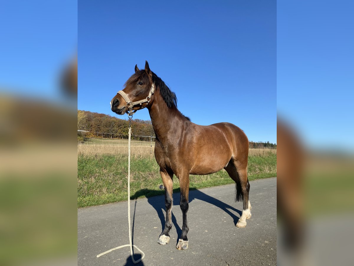 Deutsches Reitpony Wallach 5 Jahre 142 cm Brauner in Gladenbach
