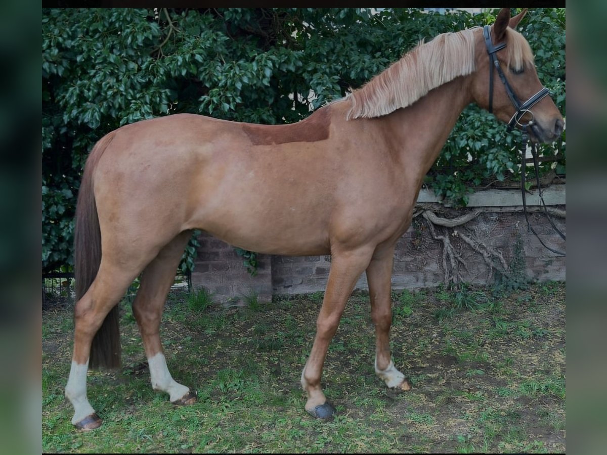 Deutsches Reitpony Wallach 5 Jahre 143 cm Fuchs in Straelen