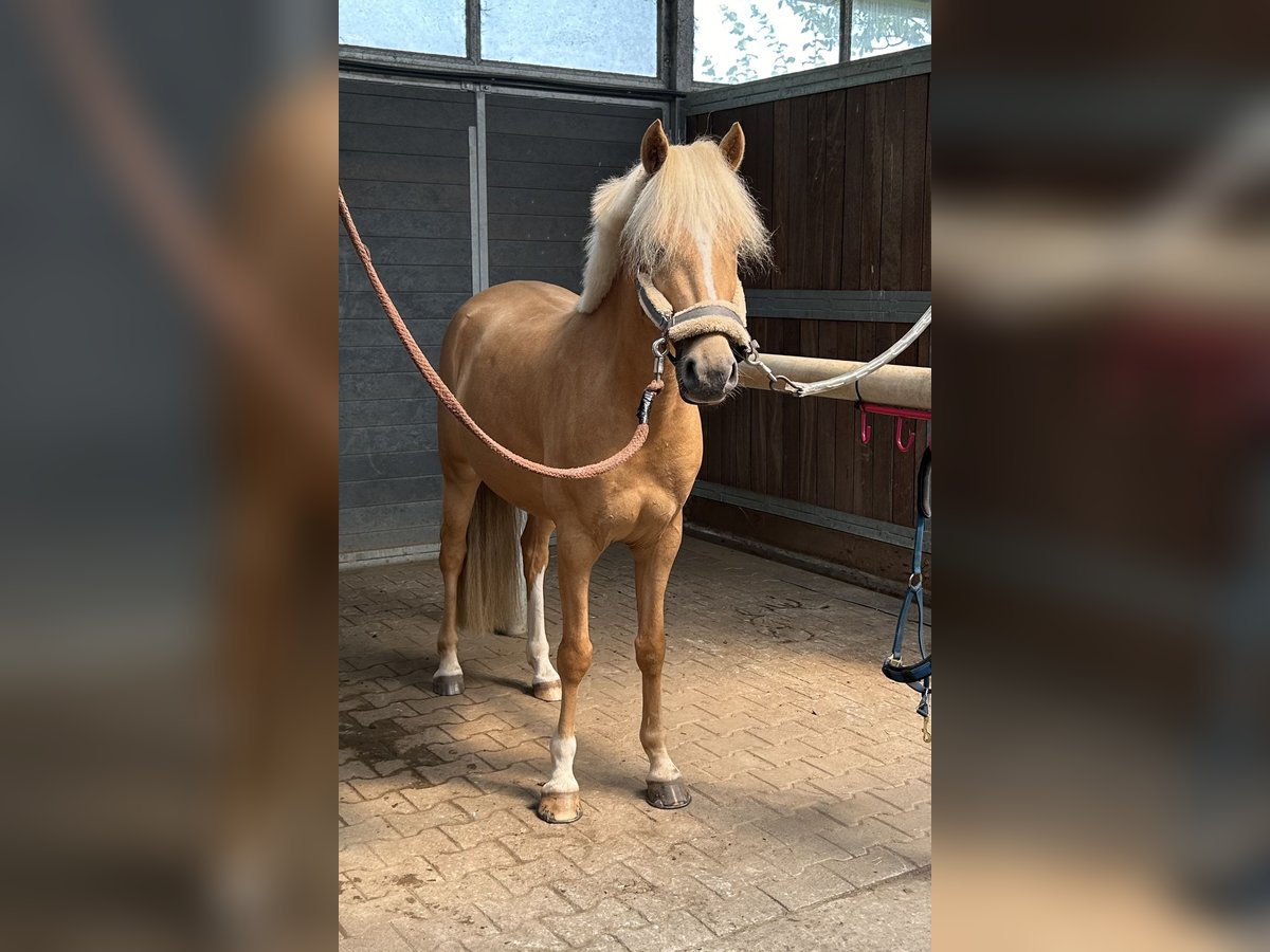 Deutsches Reitpony Wallach 5 Jahre 143 cm Palomino in Issum