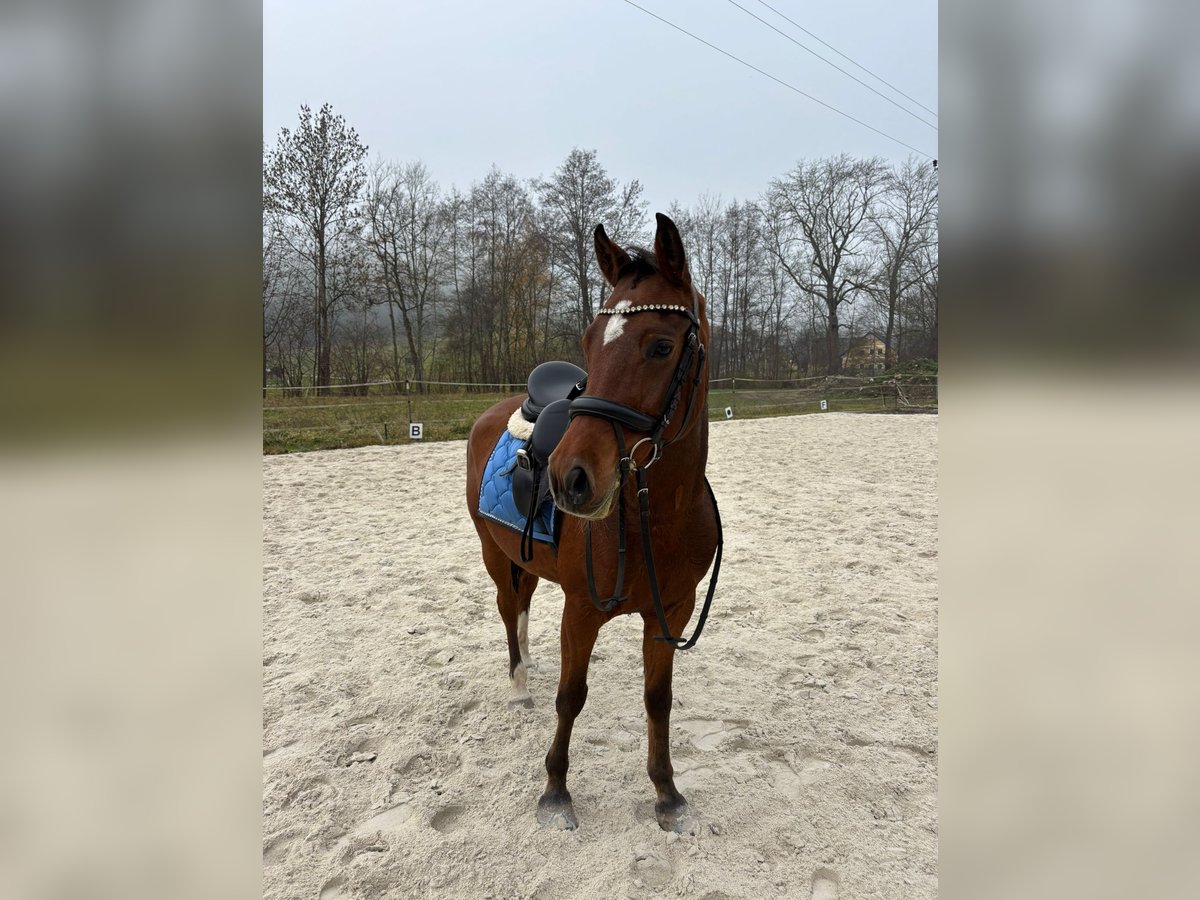 Deutsches Reitpony Wallach 5 Jahre 145 cm Brauner in Winklpoint