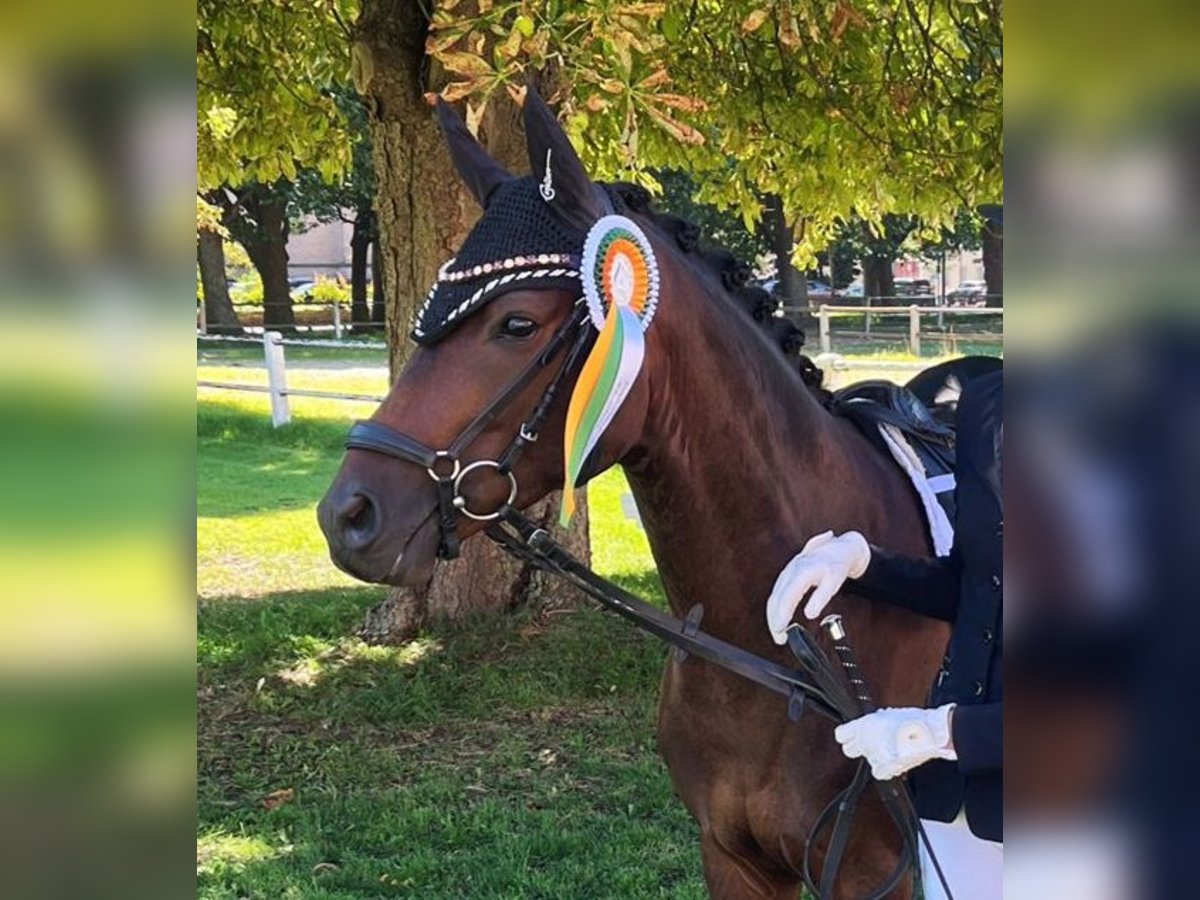 Deutsches Reitpony Wallach 5 Jahre 145 cm Brauner in Eckenroth