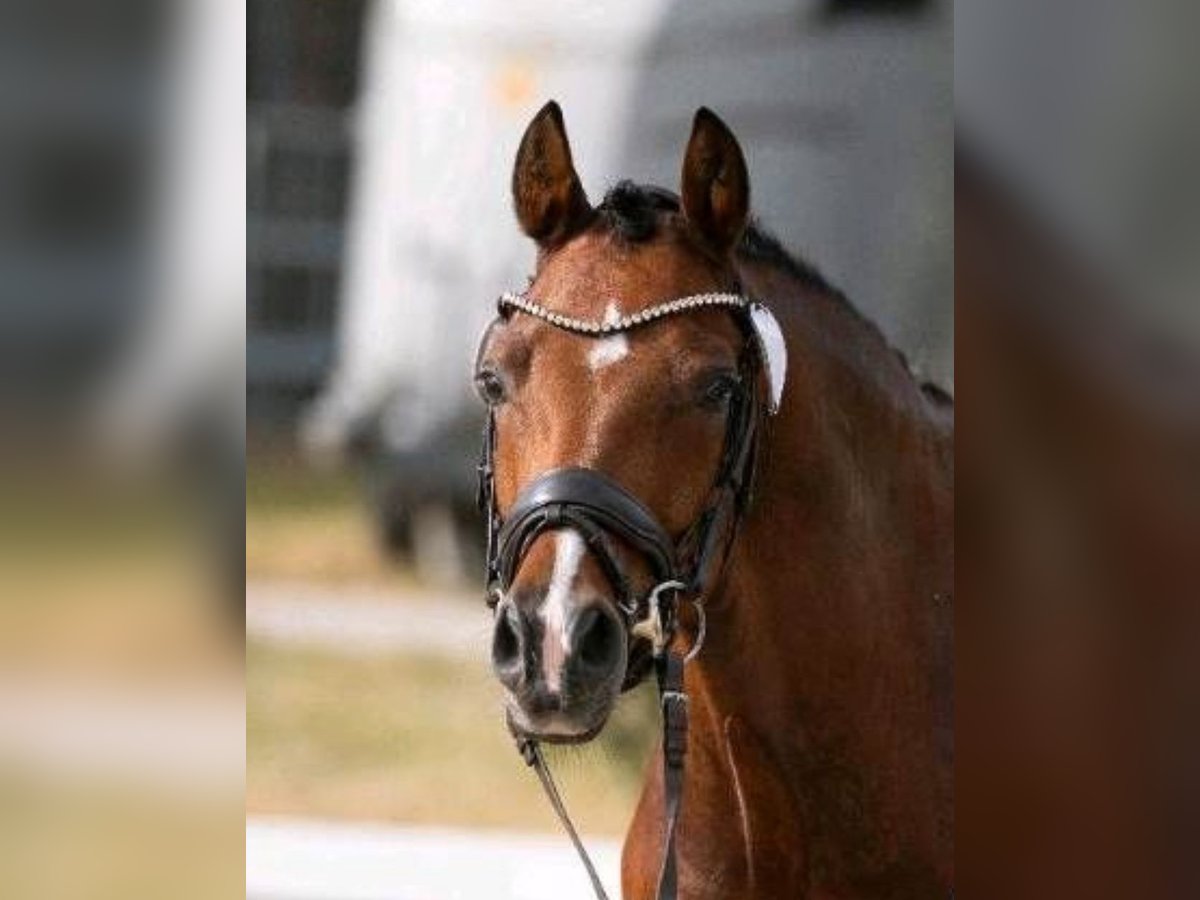 Deutsches Reitpony Wallach 5 Jahre 145 cm in Kempen