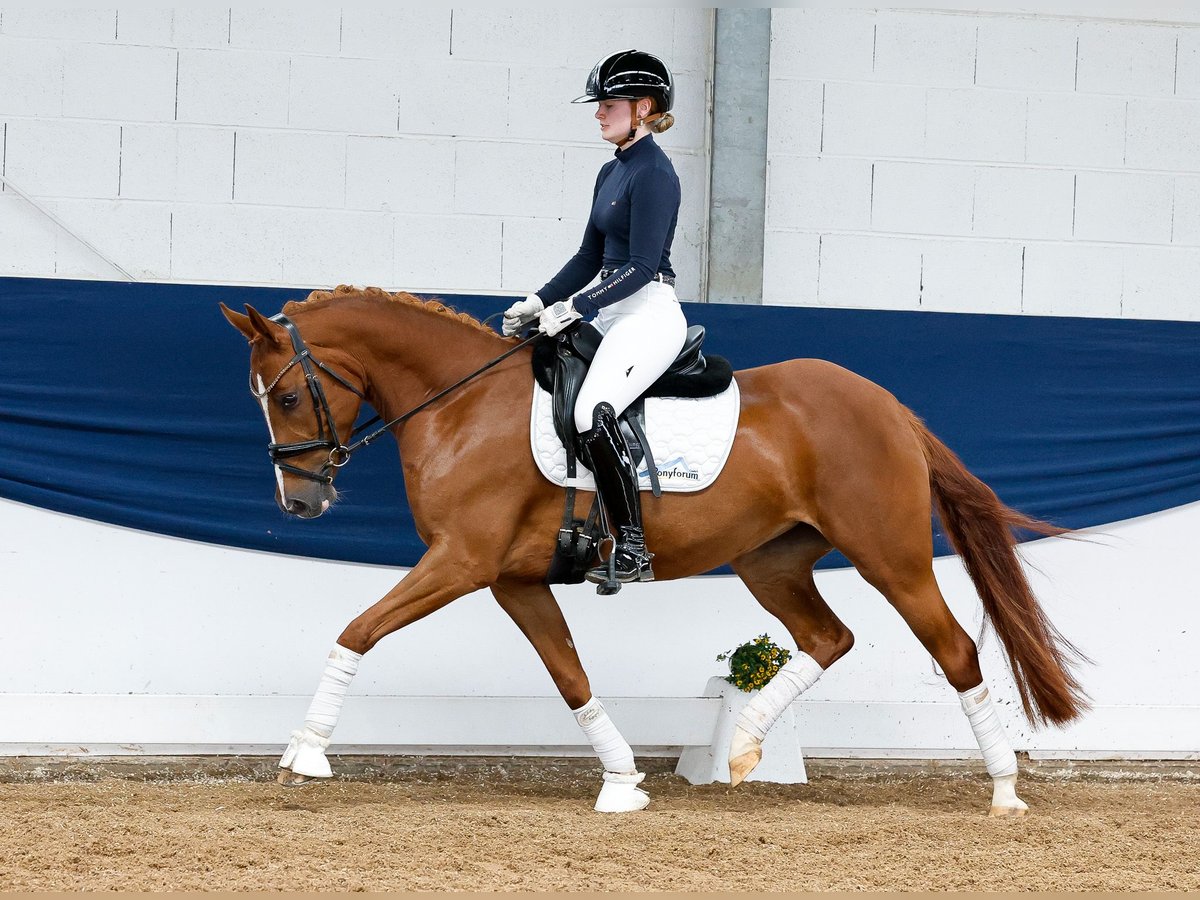 Deutsches Reitpony Wallach 5 Jahre 145 cm Fuchs in Marsberg
