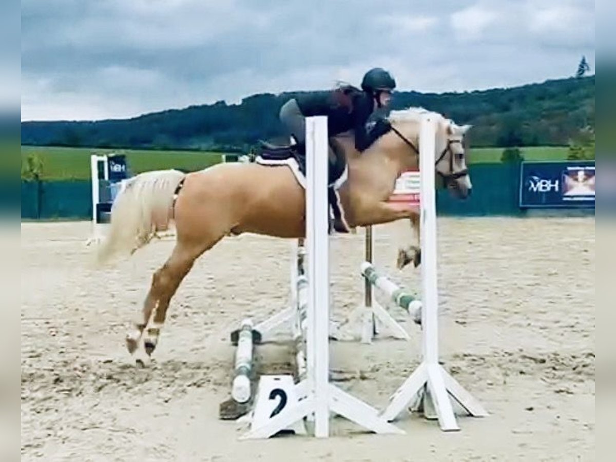 Deutsches Reitpony, Wallach in Lindlar