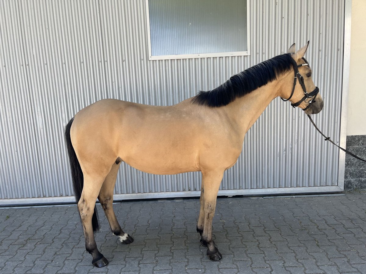 Deutsches Reitpony Wallach 5 Jahre 146 cm Buckskin in G&#xFC;glingen