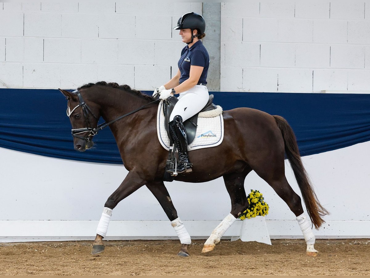 Deutsches Reitpony Wallach 5 Jahre 146 cm Dunkelfuchs in Marsberg