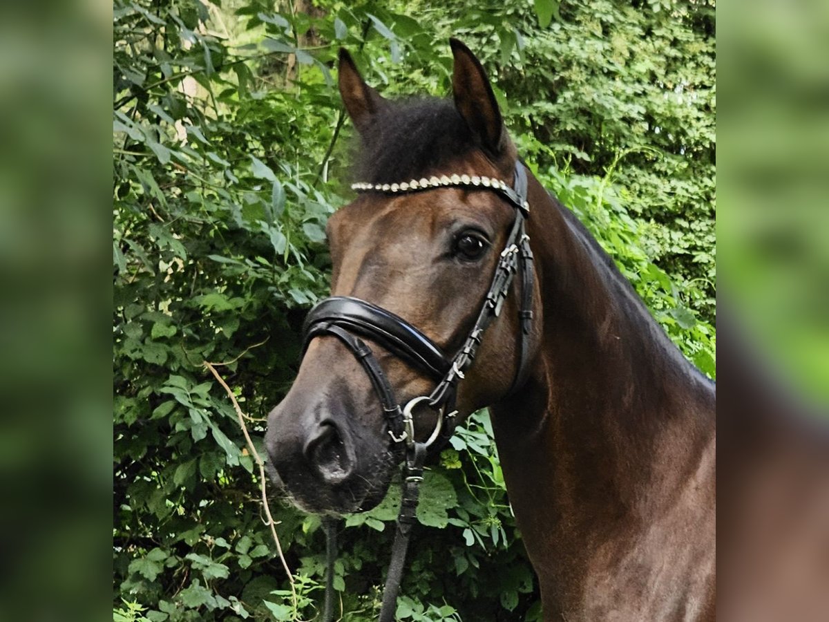 Deutsches Reitpony Wallach 5 Jahre 146 cm Dunkelfuchs in Wardenburg