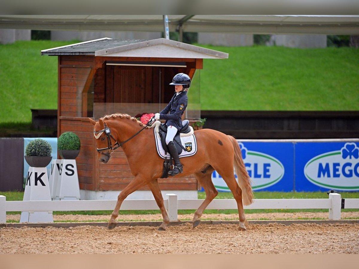 Deutsches Reitpony Wallach 5 Jahre 146 cm Fuchs in Allershausen