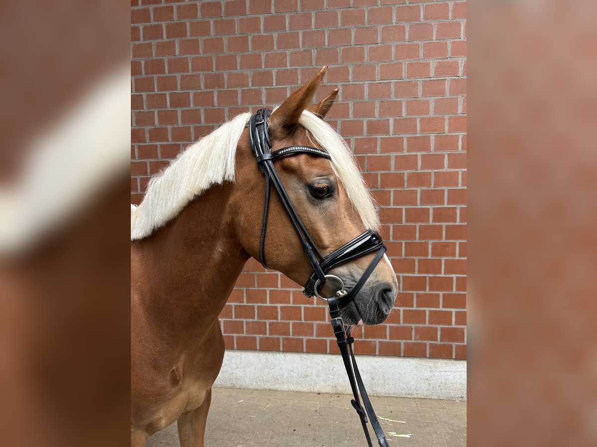 Deutsches Reitpony Wallach 5 Jahre 146 cm Fuchs in Witten