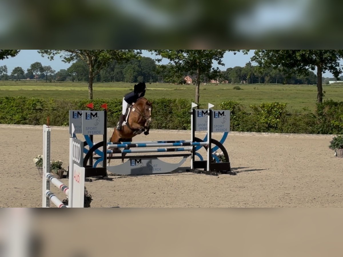 Deutsches Reitpony Wallach 5 Jahre 146 cm Hellbrauner in Cloppenburg