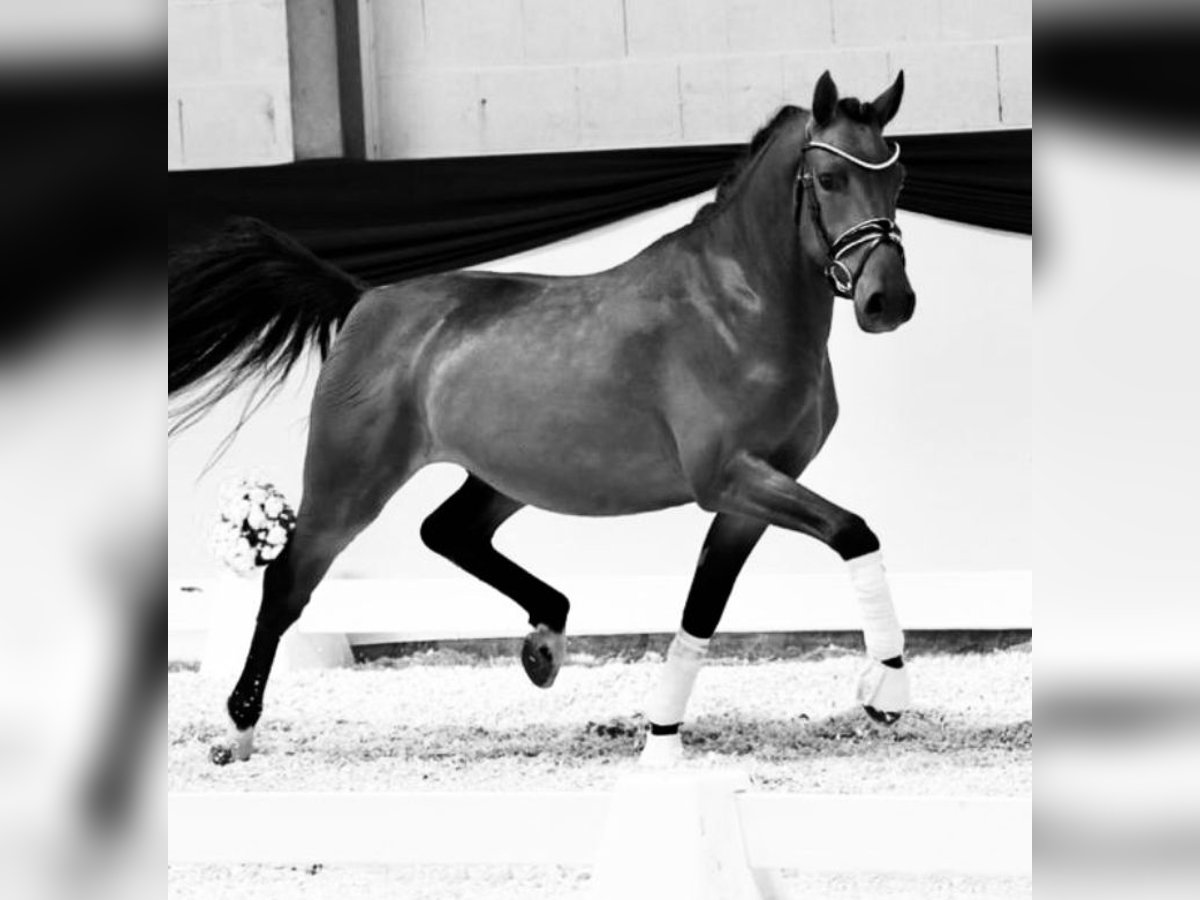 Deutsches Reitpony Wallach 5 Jahre 147 cm Brauner in Eppingen