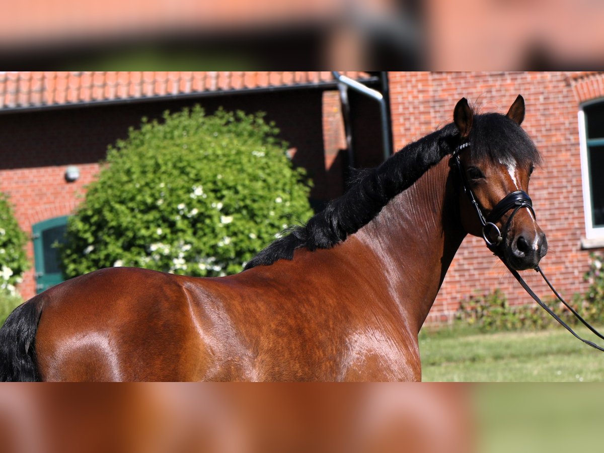 Deutsches Reitpony Wallach 5 Jahre 147 cm Brauner in Rehburg-Loccum Münchehagen
