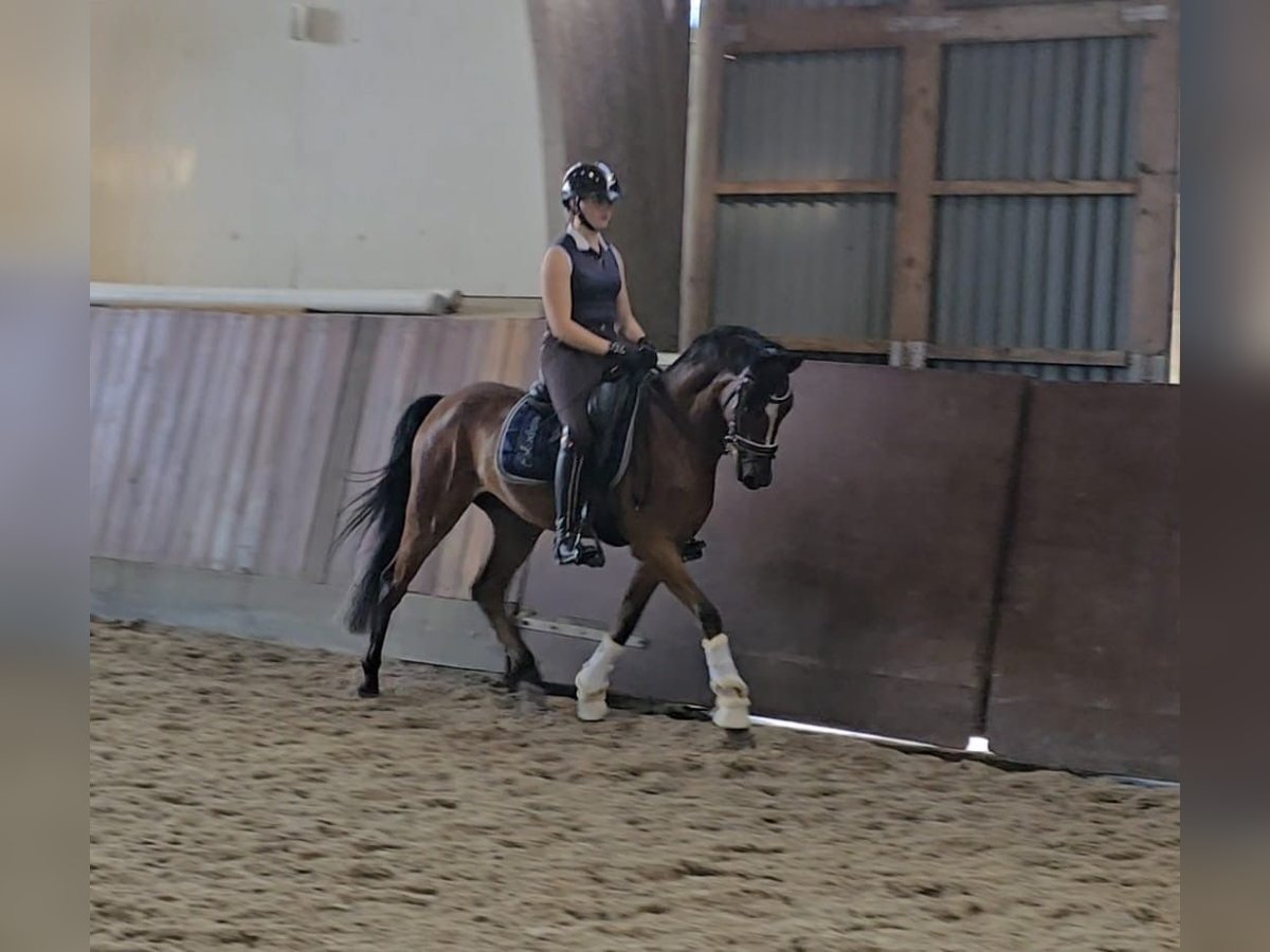 Deutsches Reitpony Wallach 5 Jahre 147 cm Brauner in H&#xF6;rsten