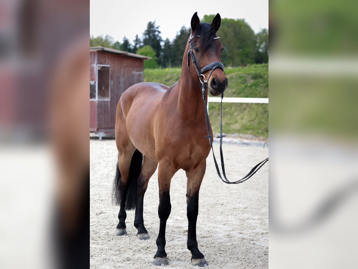 Deutsches Reitpony Wallach 5 Jahre 147 cm Brauner in Neukirchen