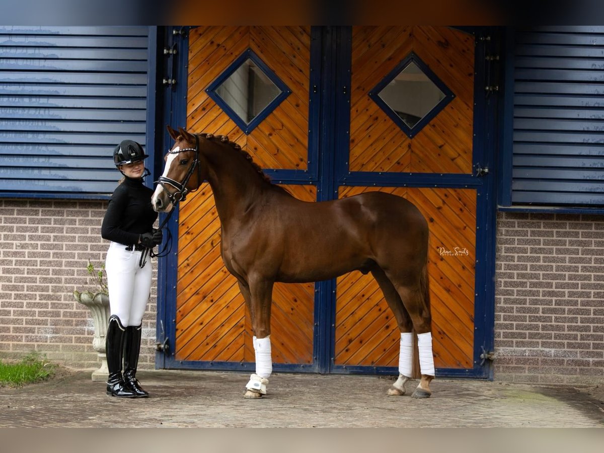 Deutsches Reitpony Wallach 5 Jahre 147 cm Dunkelfuchs in Barchem