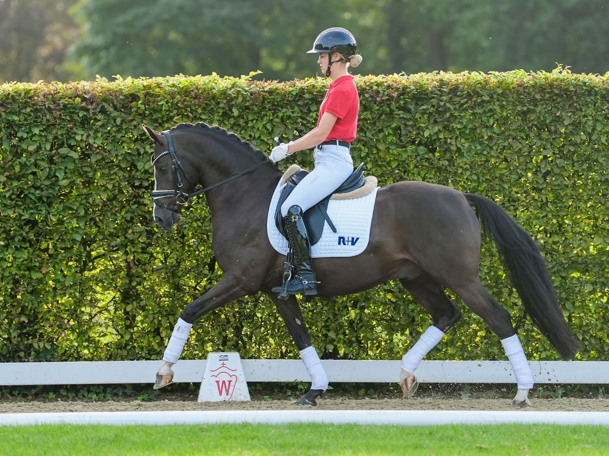 Deutsches Reitpony Wallach 5 Jahre 147 cm Dunkelfuchs in Münster