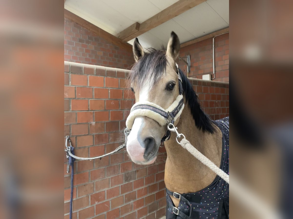 Deutsches Reitpony Wallach 5 Jahre 147 cm Falbe in Duisburg Deutsches Reitpony Wallach 5 Jahre 147 cm Falbe in Duisburg