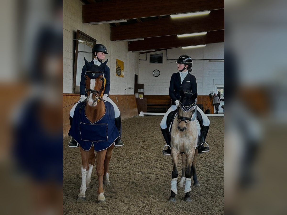 Deutsches Reitpony Wallach 5 Jahre 147 cm Falbe in Ehrenburg