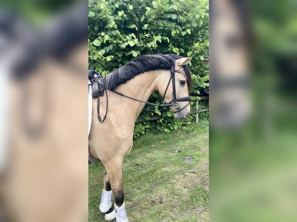 Deutsches Reitpony Wallach 5 Jahre 147 cm Falbe in Ehrenburg