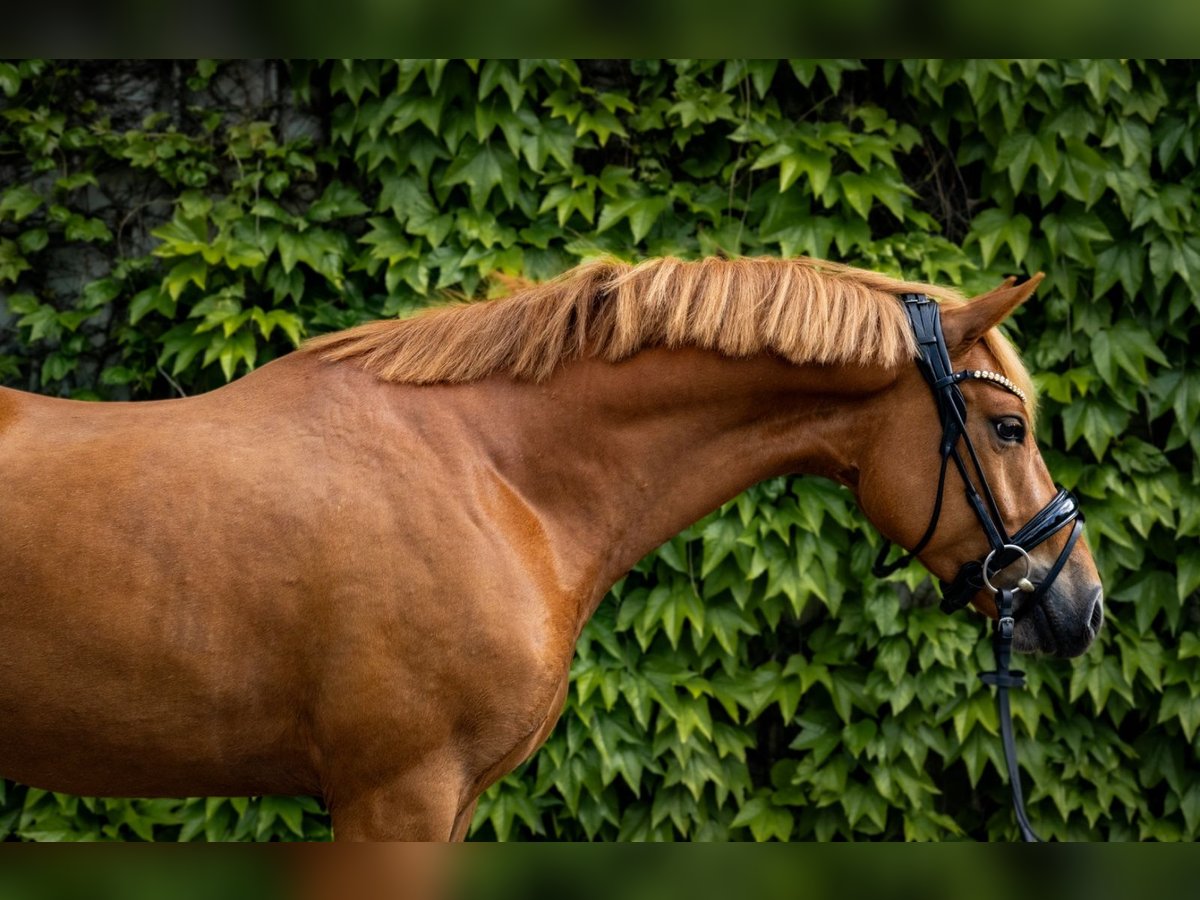 Deutsches Reitpony Wallach 5 Jahre 147 cm Fuchs in Osdorf