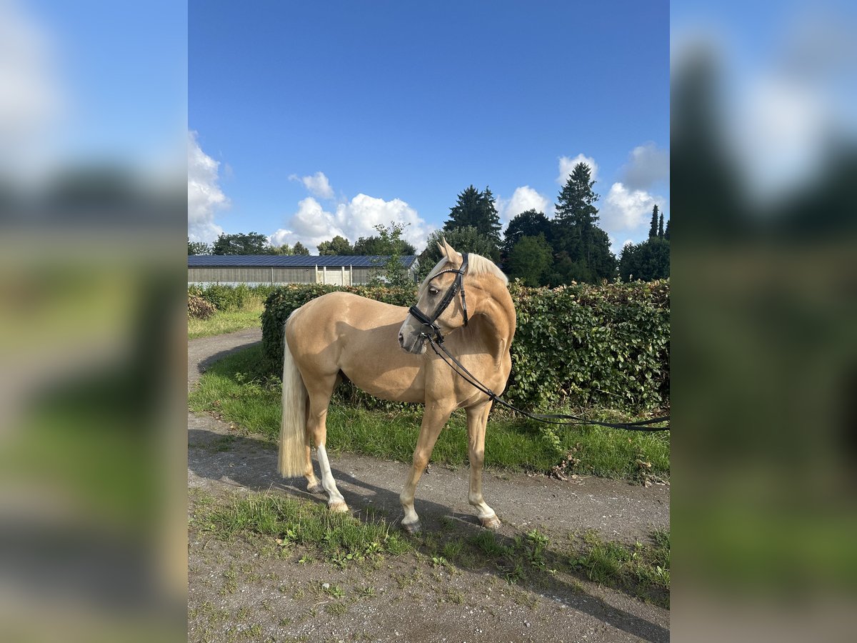 Deutsches Reitpony Wallach 5 Jahre 147 cm Palomino in Halle