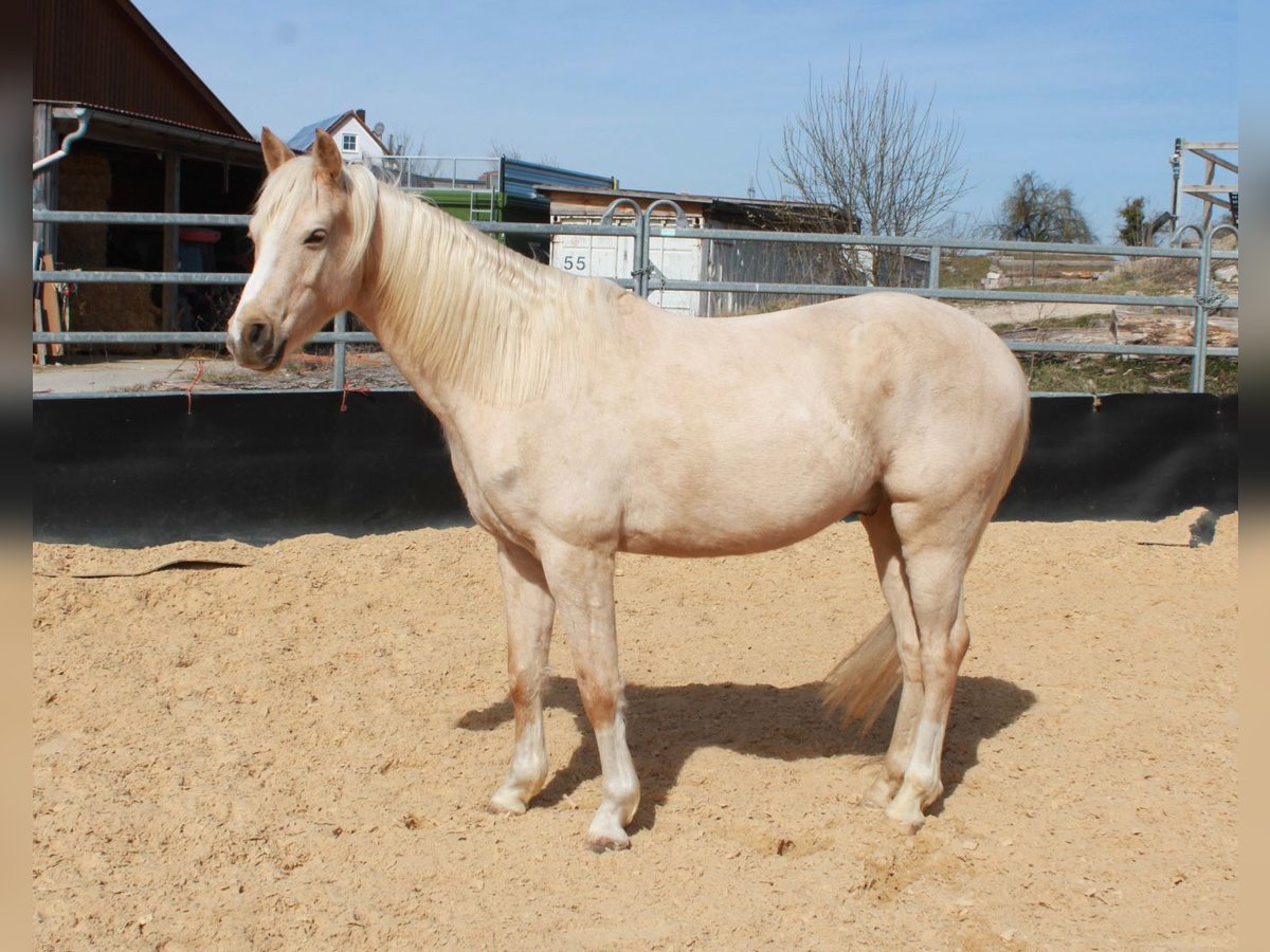 Deutsches Reitpony Wallach 5 Jahre 147 cm Palomino in Bechhofen