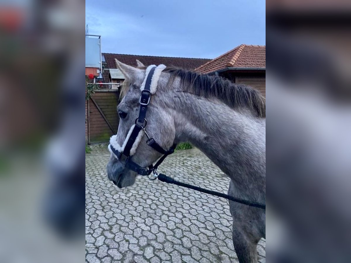 Deutsches Reitpony Wallach 5 Jahre 147 cm Schimmel in Bremen