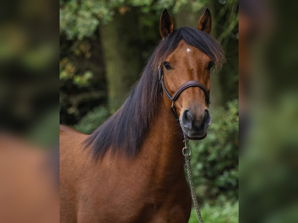 Deutsches Reitpony Mix Wallach 5 Jahre 148 cm Brauner in Badbergen