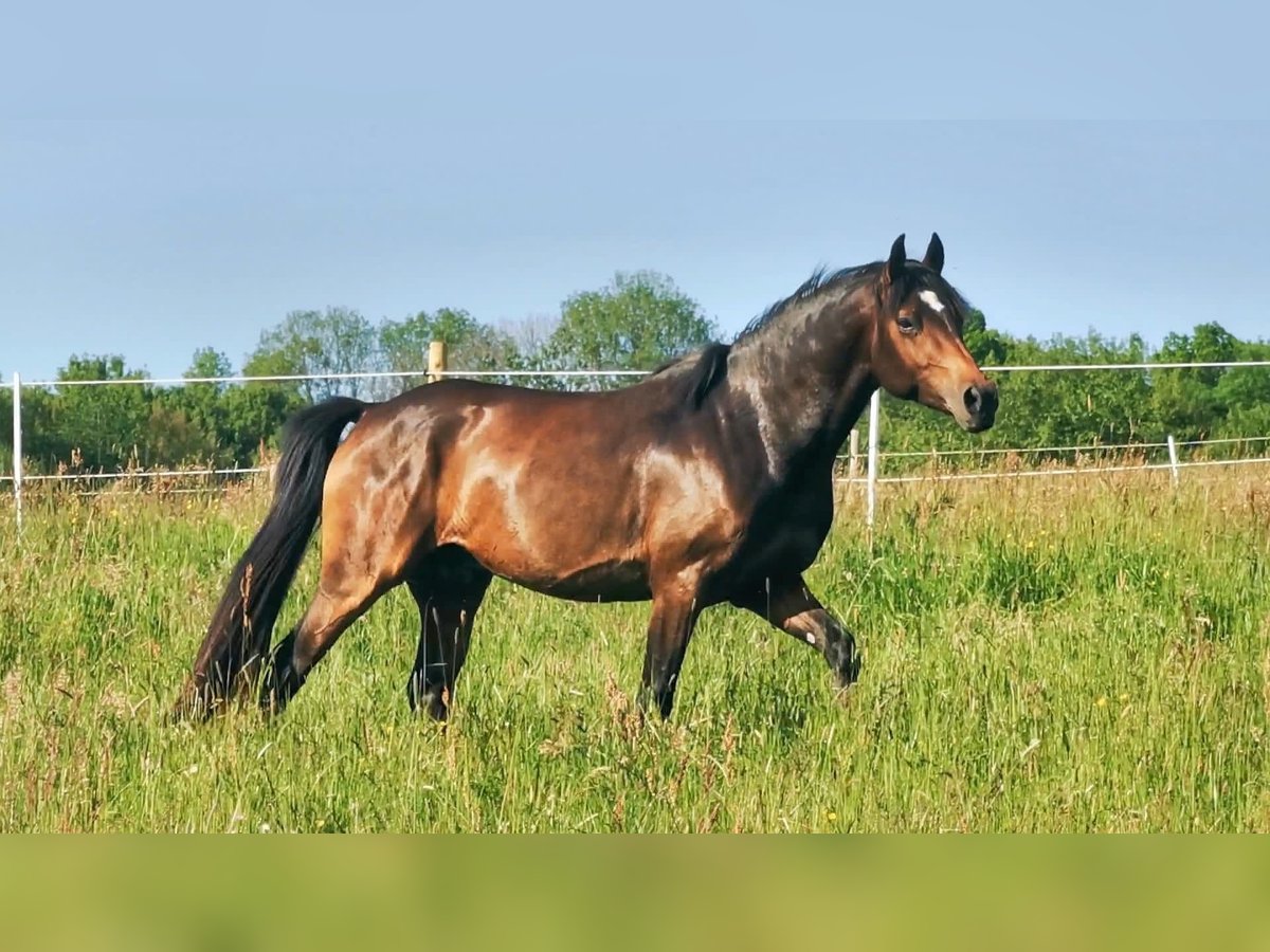 Deutsches Reitpony Wallach 5 Jahre 148 cm Dunkelbrauner in Hilders