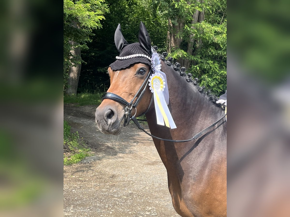 Deutsches Reitpony Wallach 5 Jahre 148 cm Dunkelbrauner in Hilders