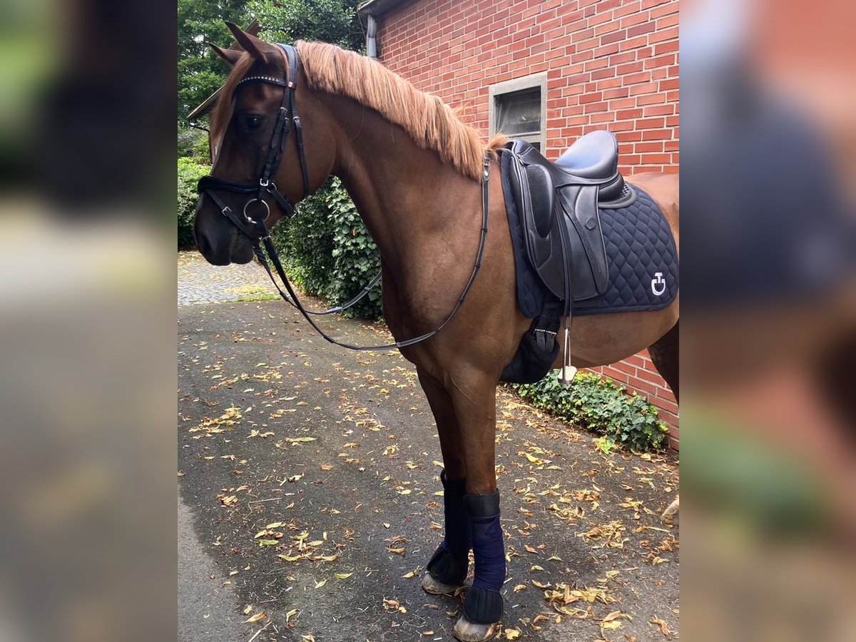 Deutsches Reitpony Wallach 5 Jahre 148 cm Dunkelfuchs in Münster