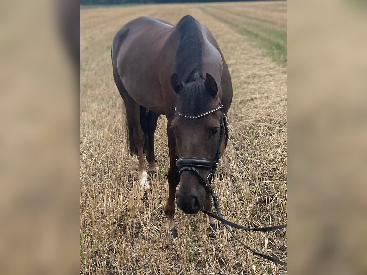 Deutsches Reitpony Wallach 5 Jahre 148 cm Dunkelfuchs in Wardenburg