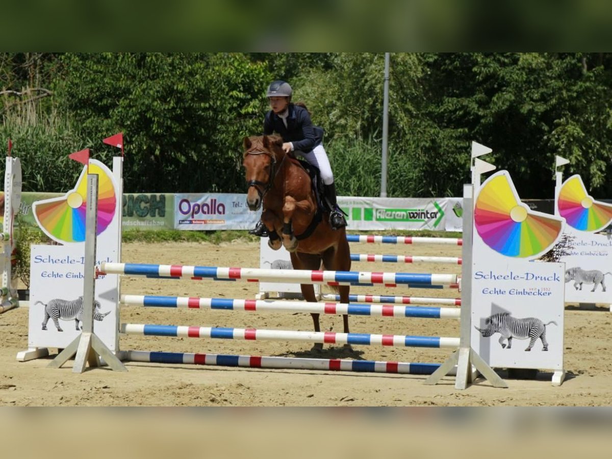 Deutsches Reitpony Wallach 5 Jahre 148 cm Dunkelfuchs in Braunschweig