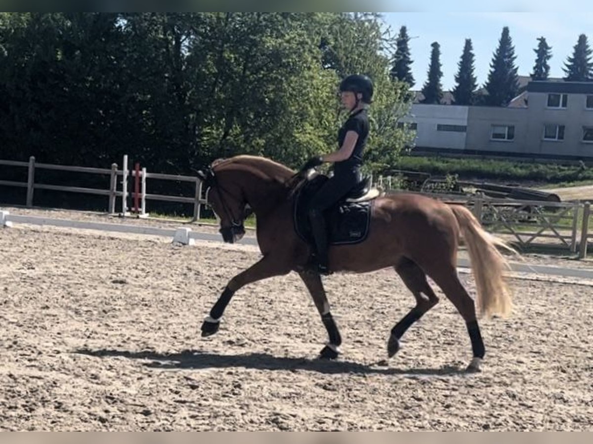 Deutsches Reitpony Wallach 5 Jahre 148 cm Fuchs in F&#xFC;nfstetten