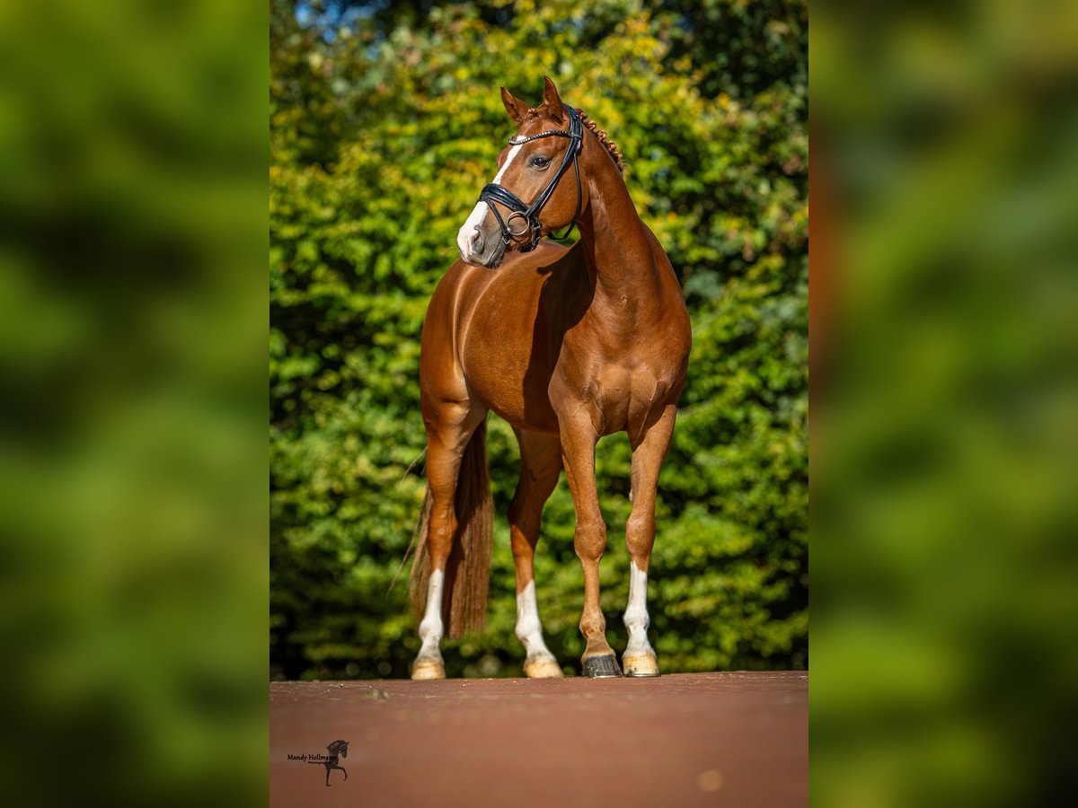 Deutsches Reitpony Wallach 5 Jahre 148 cm Fuchs in Essen (Oldenburg)