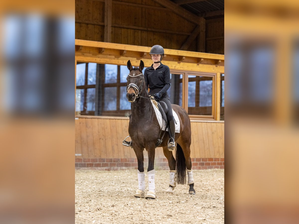 Deutsches Reitpony Wallach 5 Jahre 148 cm Schwarzbrauner in Essen (Oldenburg)