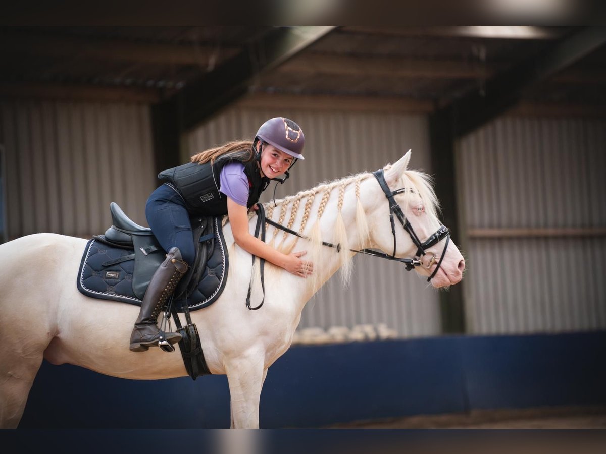 Deutsches Reitpony Wallach 5 Jahre 149 cm Perlino in Sm