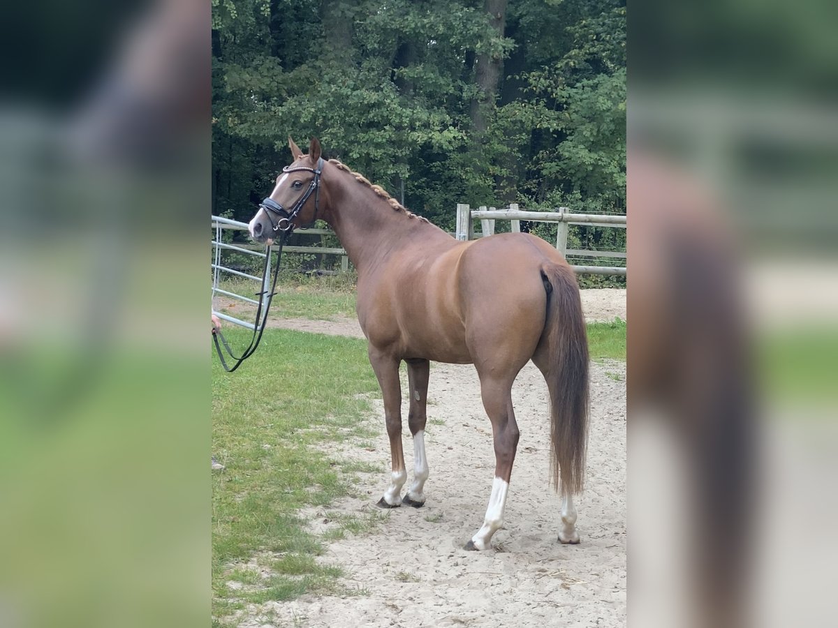 Deutsches Reitpony Wallach 5 Jahre 150 cm Dunkelfuchs in Hoya