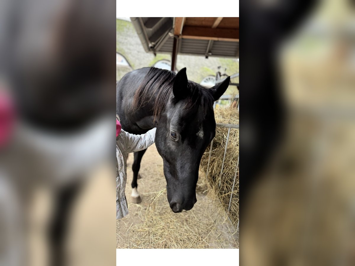Deutsches Reitpony Mix Wallach 5 Jahre 150 cm Rappe in Rastow